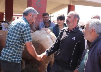 Büyük kentlerin kurbanlığı Ağrı’dan