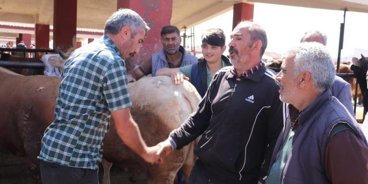 Büyük kentlerin kurbanlığı Ağrı’dan