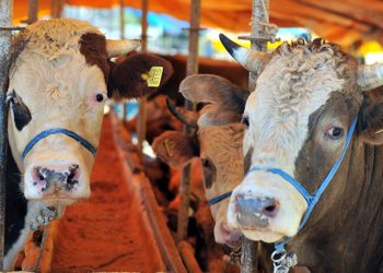 Büyükbaş kurbanlık 84 bin TL, küçükbaş kurbanlık 7 bin TL’den başlıyor