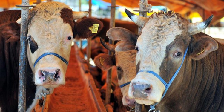 Büyükbaş kurbanlık 84 bin TL, küçükbaş kurbanlık 7 bin TL’den başlıyor