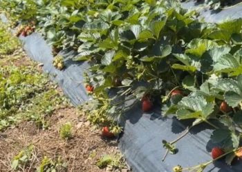 Çiftçiler devlet takviyeli çilek bahçesi kurup üretime geçti