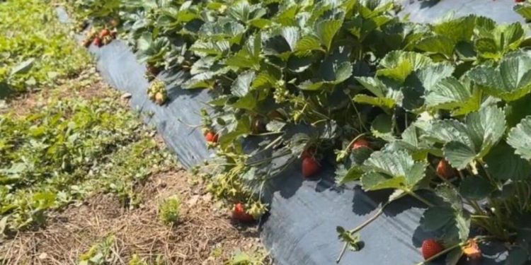 Çiftçiler devlet takviyeli çilek bahçesi kurup üretime geçti