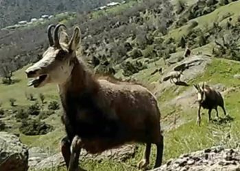 Çok az görülen ‘şamua’ların sayısı iki katına çıktı