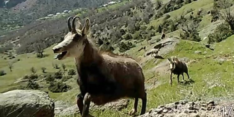 Çok az görülen ‘şamua’ların sayısı iki katına çıktı