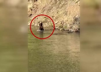 Dağda karşılaştığı ayıyı görüntüledi: Birkaç sefer durup bana baktı…