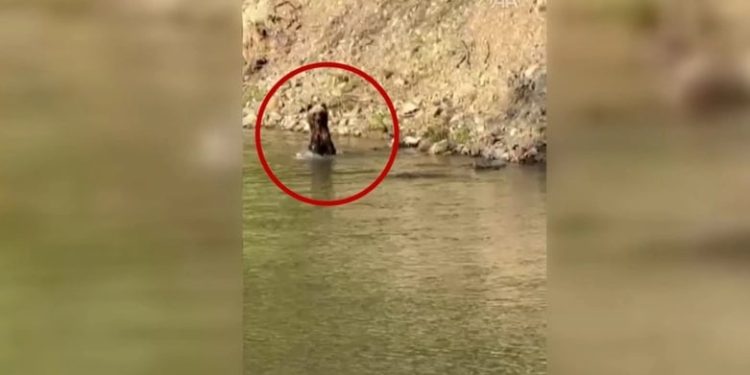 Dağda karşılaştığı ayıyı görüntüledi: Birkaç sefer durup bana baktı…