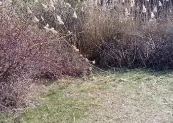 Dehşetli olay! Parçalanıp çuvala konulmuş