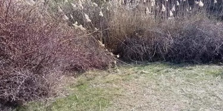 Dehşetli olay! Parçalanıp çuvala konulmuş