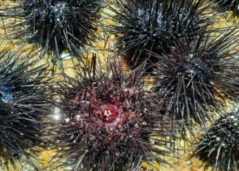 Denizde Toplu Ölüm! 1000 Kilometreden Fazla Alana Yayıldı!