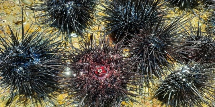 Denizde Toplu Ölüm! 1000 Kilometreden Fazla Alana Yayıldı!