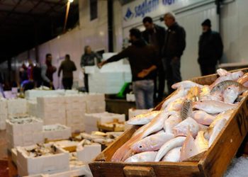 Denizlerde avlanan balık ölçüsü 4 yılda yüzde 32 azaldı