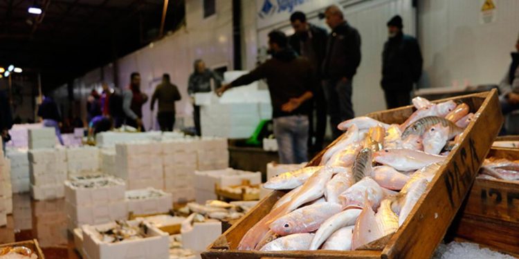 Denizlerde avlanan balık ölçüsü 4 yılda yüzde 32 azaldı