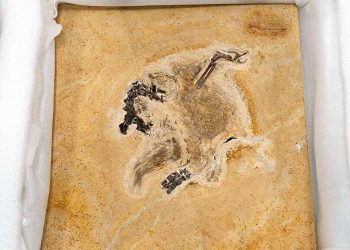 Dinozor döndü kriz çözüldü