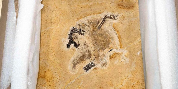 Dinozor döndü kriz çözüldü