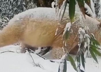 Dünyanın Tek Albino Pandası Görüntülendi