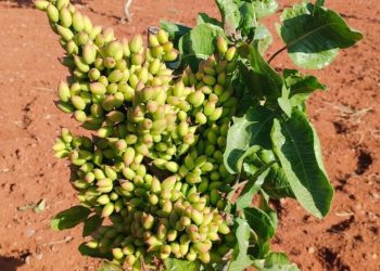 Gaziantep’te fıstık üreticileri gözlerine inanamadı