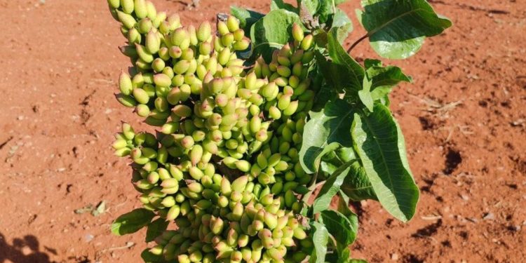 Gaziantep’te fıstık üreticileri gözlerine inanamadı