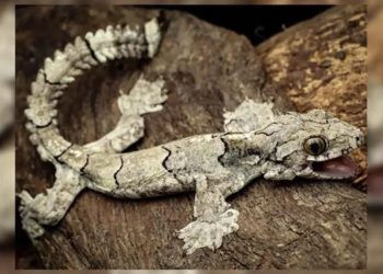 Gülümseyen Ve Uçan Kertenkele Keşfedildi