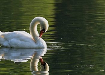 Halkın Sevgilisi Olan Kuğuyu Çalıp Yemişler… Polis Gözaltına Aldı