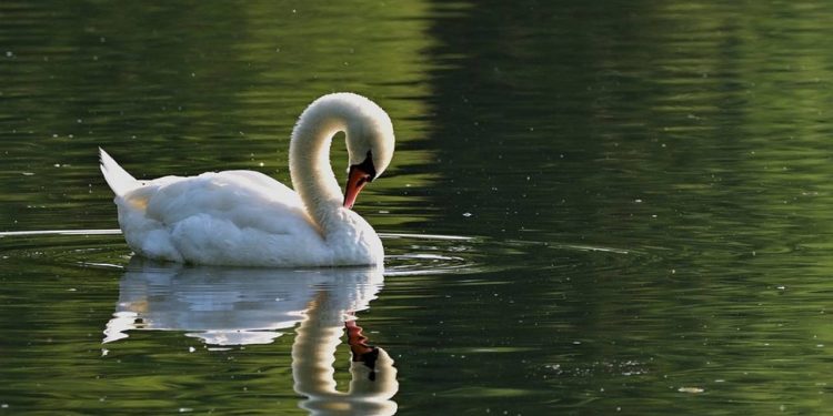 Halkın Sevgilisi Olan Kuğuyu Çalıp Yemişler… Polis Gözaltına Aldı