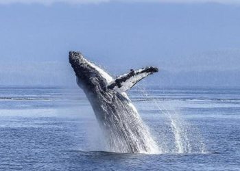 İzlanda hükümeti, ölmeleri uzun sürdüğü için balina avını süreksiz olarak durdurdu