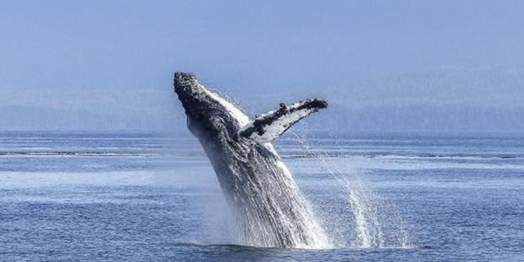 İzlanda hükümeti, ölmeleri uzun sürdüğü için balina avını süreksiz olarak durdurdu