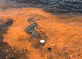 İzmir Körfezi için ‘kırmızı- turuncu renk’ uyarısı! Kâbusun ayak sesleri mi?