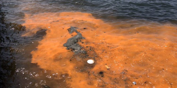 İzmir Körfezi için ‘kırmızı- turuncu renk’ uyarısı! Kâbusun ayak sesleri mi?