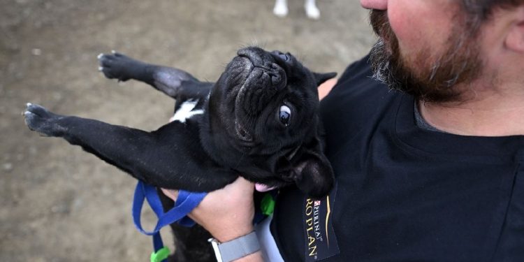 İzmir’de Köpeğini Alan Spora Koştu