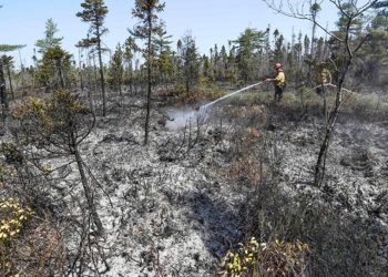 Kanada’daki orman yangınlarında 4,4 milyon hektarlık alan küle döndü