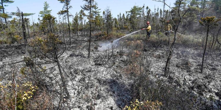 Kanada’daki orman yangınlarında 4,4 milyon hektarlık alan küle döndü