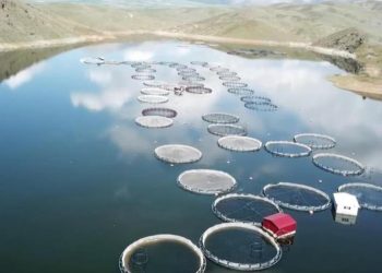 Kandil Barajı’nda birinci balıklar hasat edildi