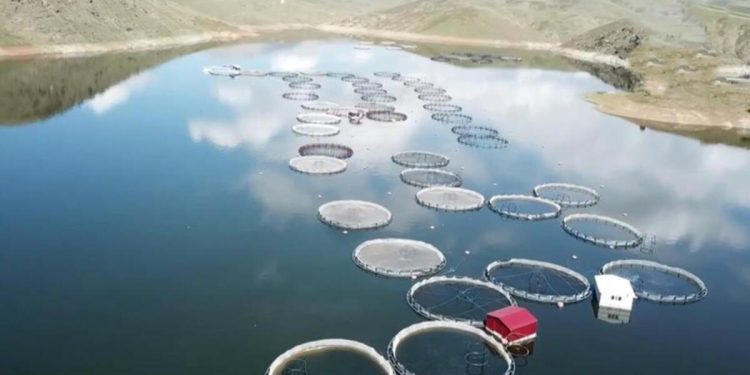 Kandil Barajı’nda birinci balıklar hasat edildi