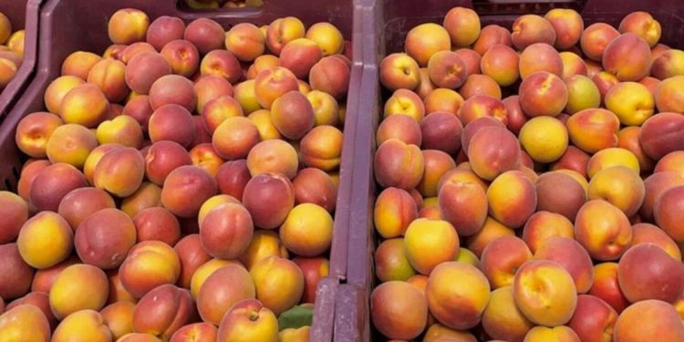 Kayısı fiyatları süratli düştü