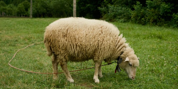 Kızılay Kurban Bedeline Dudak Uçuklatan Artırım Yaptı! Kızılay 2023 Kurban Bedeli Ne Kadar Oldu?