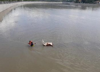 Kızılırmak ırmağına düşen büyükbaş hayvan öldü