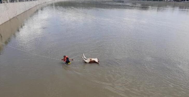 Kızılırmak ırmağına düşen büyükbaş hayvan öldü