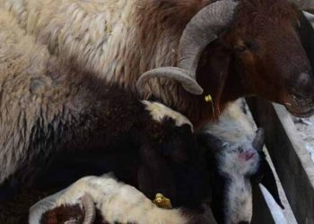 Kurban Bayramı Öncesi Uzmanlardan İhtar Geldi!