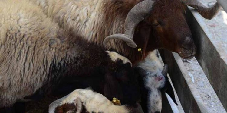 Kurban Bayramı Öncesi Uzmanlardan İhtar Geldi!