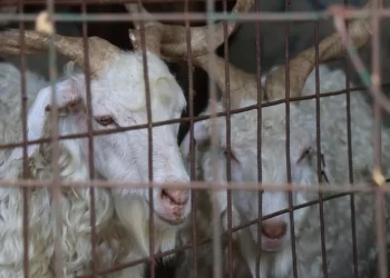 Kurban Bayramı tatili kaç gün, 9 gün oldu mu? Bayram ne vakit 2023, ayın kaçında, hangi gün?