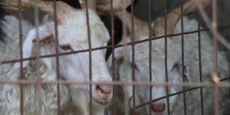 Kurban Bayramı tatili kaç gün, 9 gün oldu mu? Bayram ne vakit 2023, ayın kaçında, hangi gün?