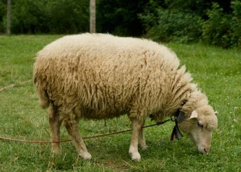 Kurban Pay Fiyatları 2023: Küçükbaş, Büyükbaş Vilayet İl Kurbanlık Fiyatları