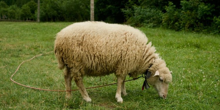 Kurban Pay Fiyatları 2023: Küçükbaş, Büyükbaş Vilayet İl Kurbanlık Fiyatları