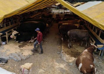 Kurban pazarında birinci günden sıkı pazarlıklar başladı