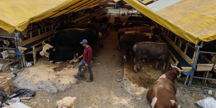 Kurban pazarında birinci günden sıkı pazarlıklar başladı