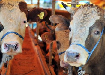 Kurbanlık fiyatları cep yakacak! Küçükbaş 7 bin TL, büyükbaş 84 bin TL’den başlıyor