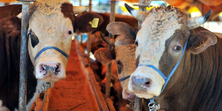 Kurbanlık fiyatları cep yakacak! Küçükbaş 7 bin TL, büyükbaş 84 bin TL’den başlıyor