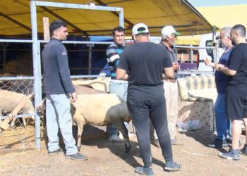 Kurbanlıkta bayram pazarlığı! Geri götürmek istemeyen besici yüzde 25-30 fiyat düşürdü