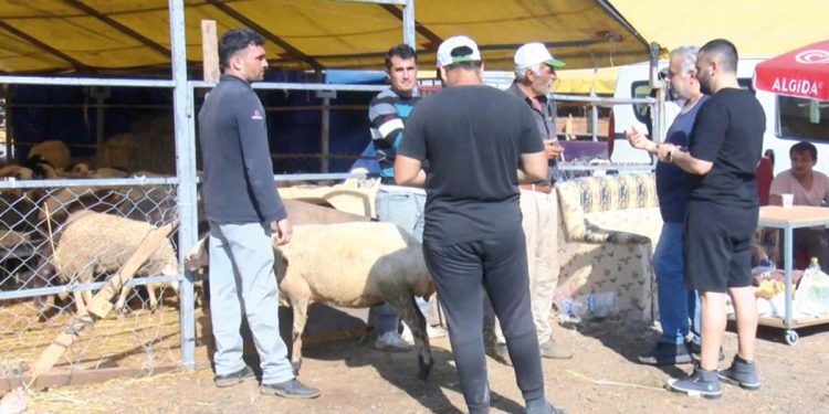 Kurbanlıkta bayram pazarlığı! Geri götürmek istemeyen besici yüzde 25-30 fiyat düşürdü