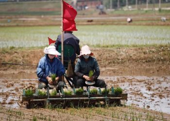 Kuzey Kore’de durum vahim:‘Komşularımız açlıktan öldü’